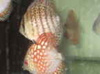 discus red spotted green et discus chekerboard