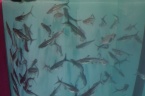 requin