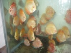dicus golden et discus checkerboard