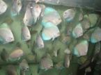 jeune discus papillon bleu