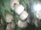 jeune discus golden et white bleu diamant