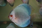 discus papillon bleu