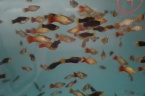 platy noir et rouge bleu