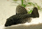 ancistrus