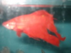 combattant rouge