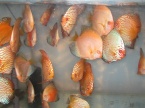 un groupe discus