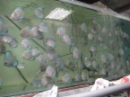 discus white bleu diamant et dicus bleu diamant