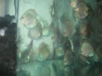 discus bleu diamant et discus turqoise brillant