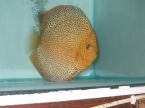 discus super éruptions